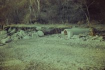 Village sewer pipe at Dalitsch Beach